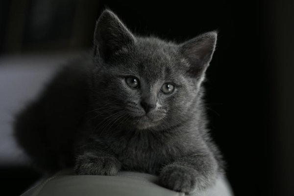 Le pangolin : un mammifère, mais pas comme les autres