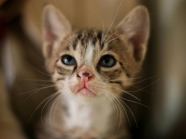 Maine coon : découvrez pourquoi c'est le chat parfait pour la famille