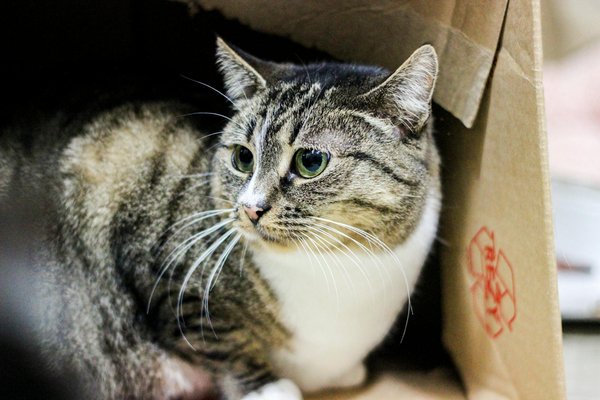 L'impact financier d'avoir un chien : ce que vous devez savoir avant d'acheter