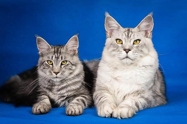 Maine coon : le compagnon idéal pour votre famille